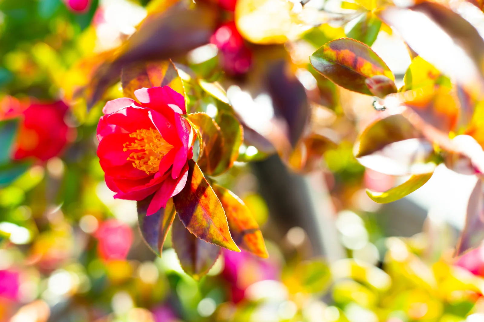 やわらか光の世界