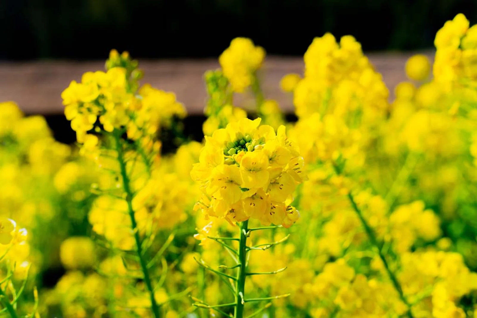 カンザキハナナ