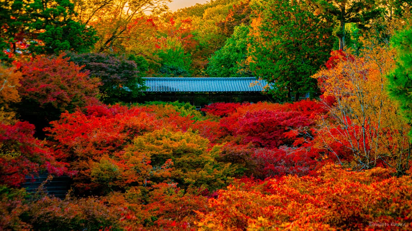 東福寺の紅葉