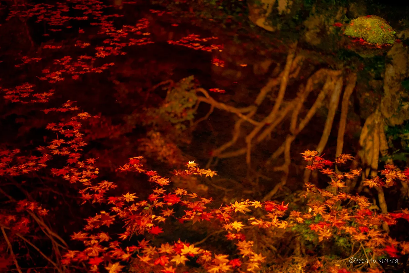 浮かぶ紅葉