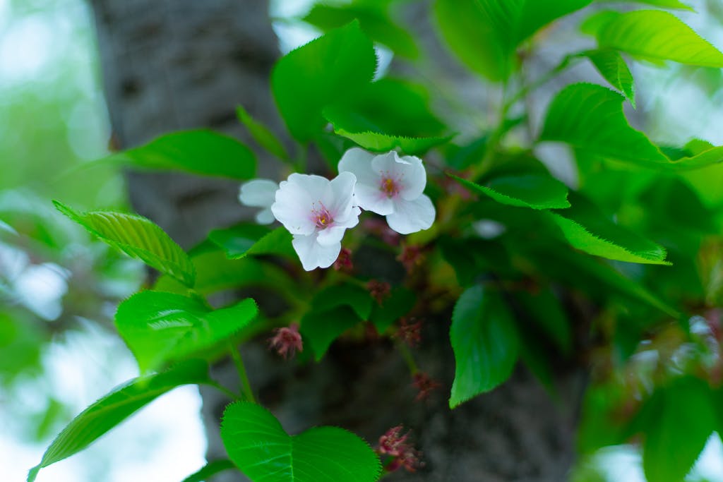 葉桜の写真